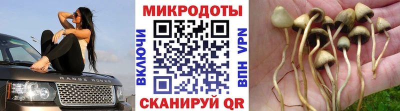 Галлюциногенные грибы Cubensis  Отрадное 